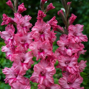 Гладиолус Кингстон крупноцветковый 1 шт.   12/14	